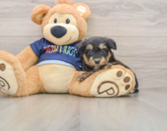 7 week old Mini Aussiedoodle Puppy For Sale - Lone Star Pups