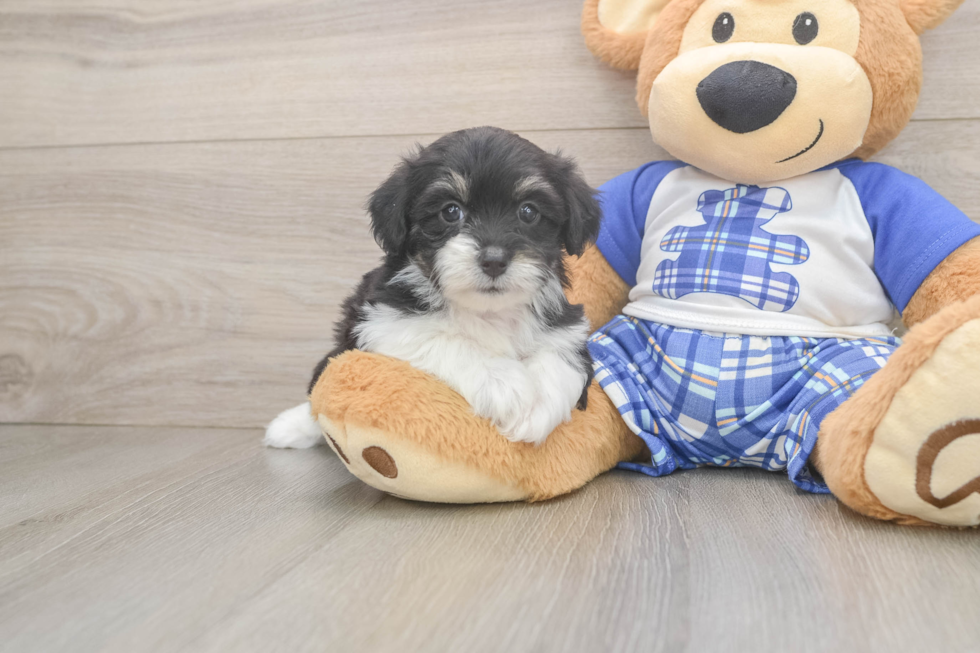 Mini Aussiedoodle Puppy for Adoption