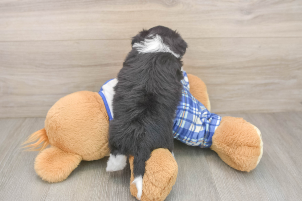 Friendly Mini Aussiedoodle Baby