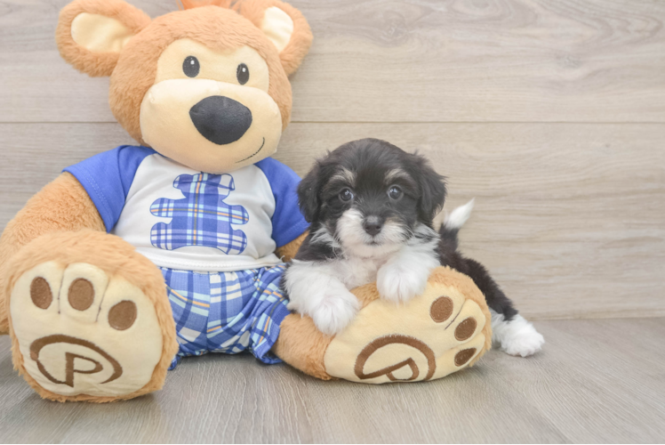 Best Mini Aussiedoodle Baby