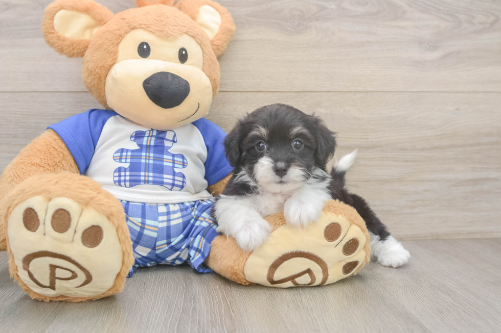 Best Mini Aussiedoodle Baby