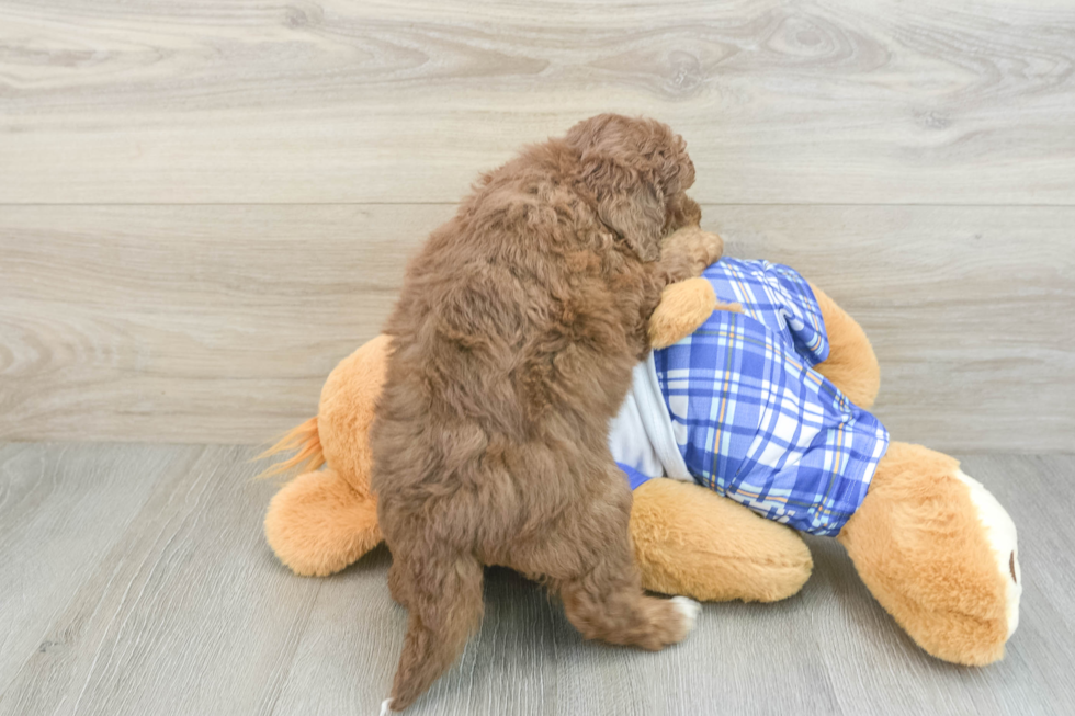 Mini Aussiedoodle Puppy for Adoption