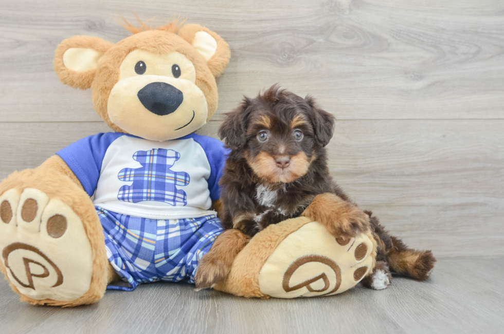 5 week old Mini Aussiedoodle Puppy For Sale - Lone Star Pups