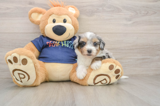 Mini Aussiedoodle Pup Being Cute