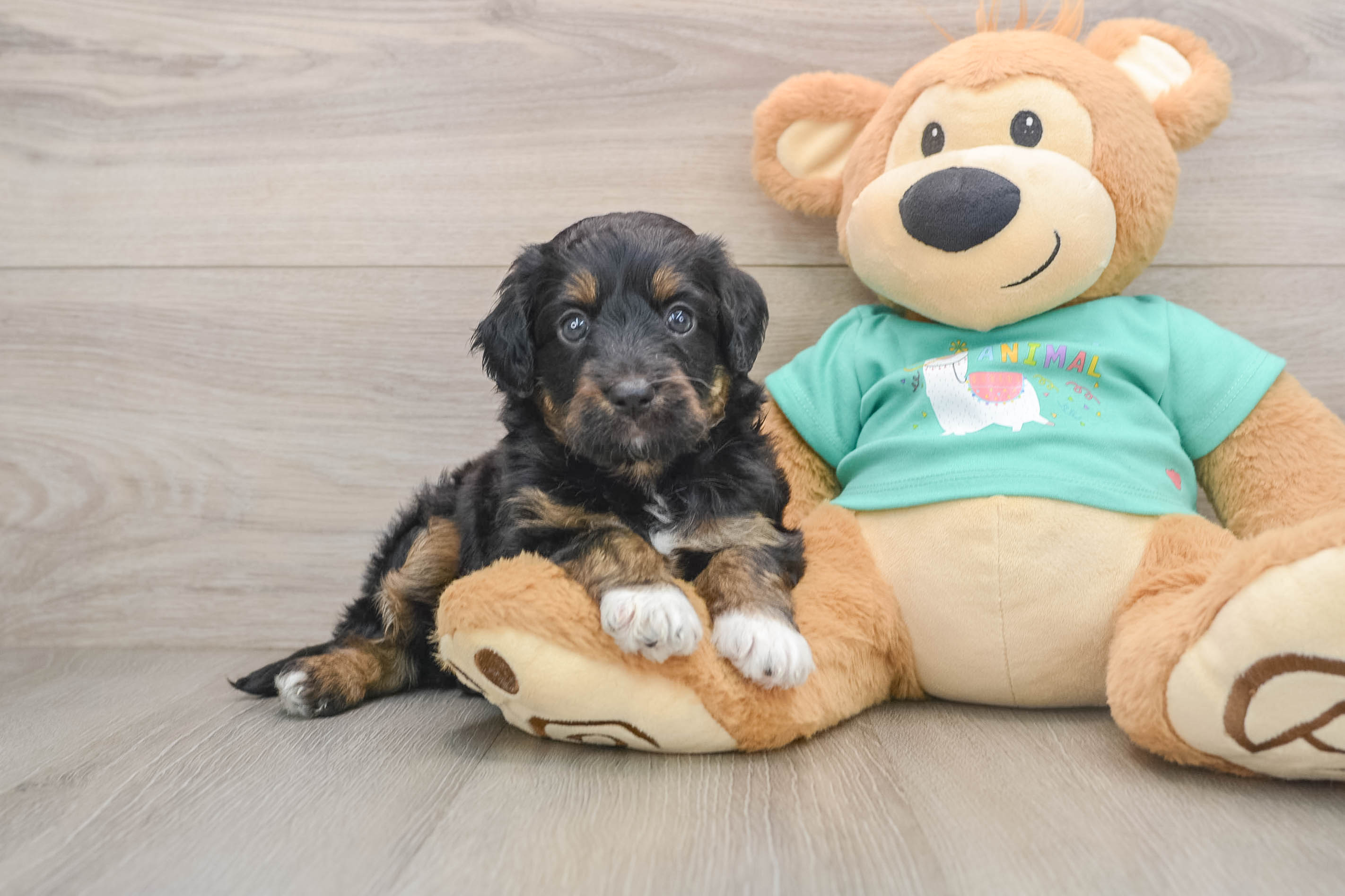 Cute Mini Aussiedoodle Baby