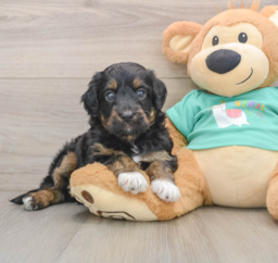 6 week old Mini Aussiedoodle Puppy For Sale - Lone Star Pups