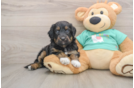 Cute Mini Aussiedoodle Baby
