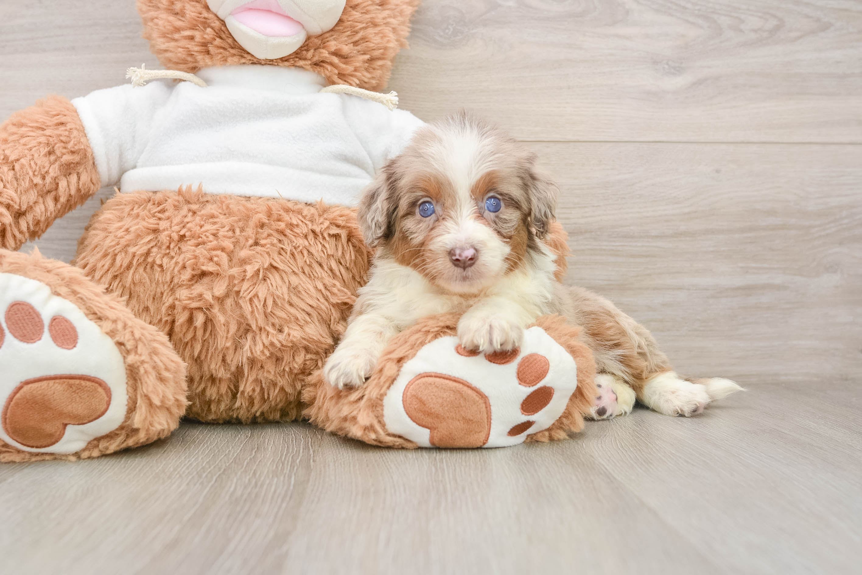 Happy Mini Aussiedoodle Baby