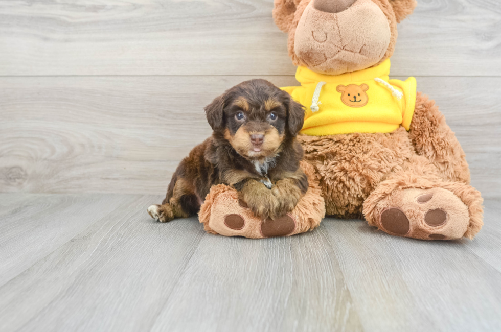 8 week old Mini Aussiedoodle Puppy For Sale - Lone Star Pups