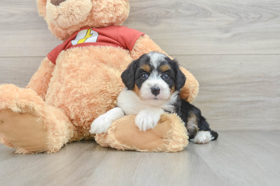 6 week old Mini Aussiedoodle Puppy For Sale - Lone Star Pups