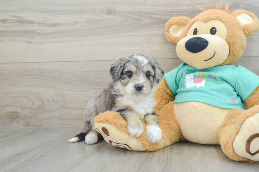 Mini Aussiedoodle Puppy for Adoption