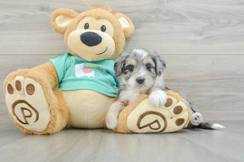 Small Mini Aussiedoodle Baby