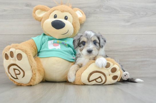 Small Mini Aussiedoodle Baby