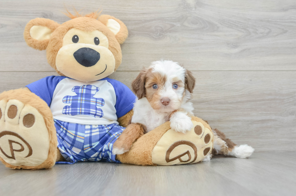 5 week old Mini Aussiedoodle Puppy For Sale - Lone Star Pups