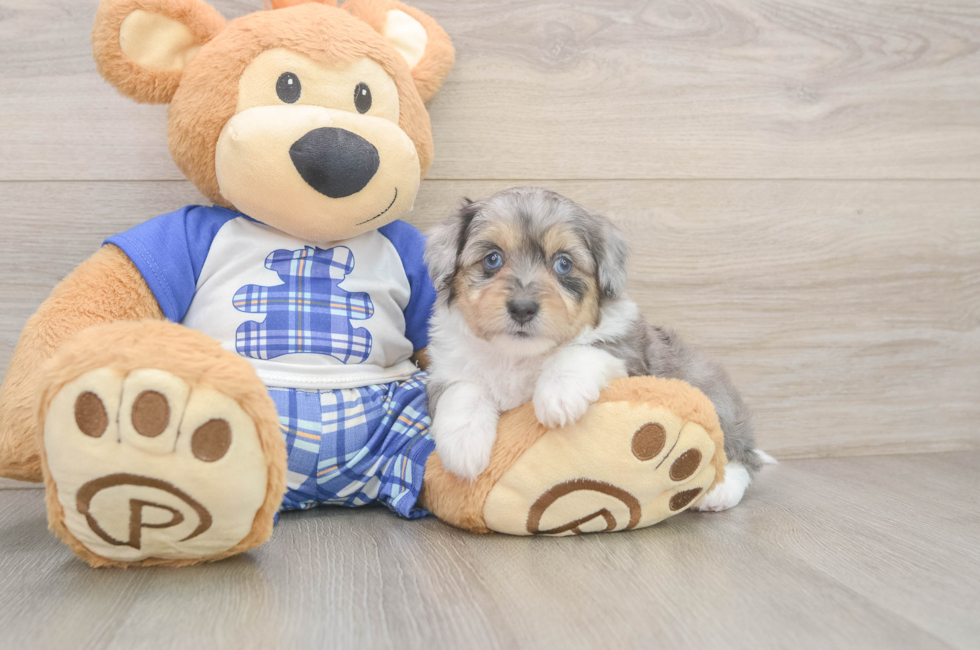 5 week old Mini Aussiedoodle Puppy For Sale - Lone Star Pups