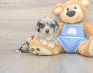 7 week old Mini Aussiedoodle Puppy For Sale - Lone Star Pups