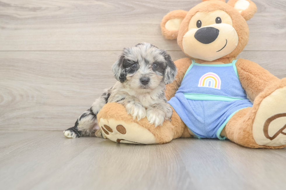 5 week old Mini Aussiedoodle Puppy For Sale - Lone Star Pups