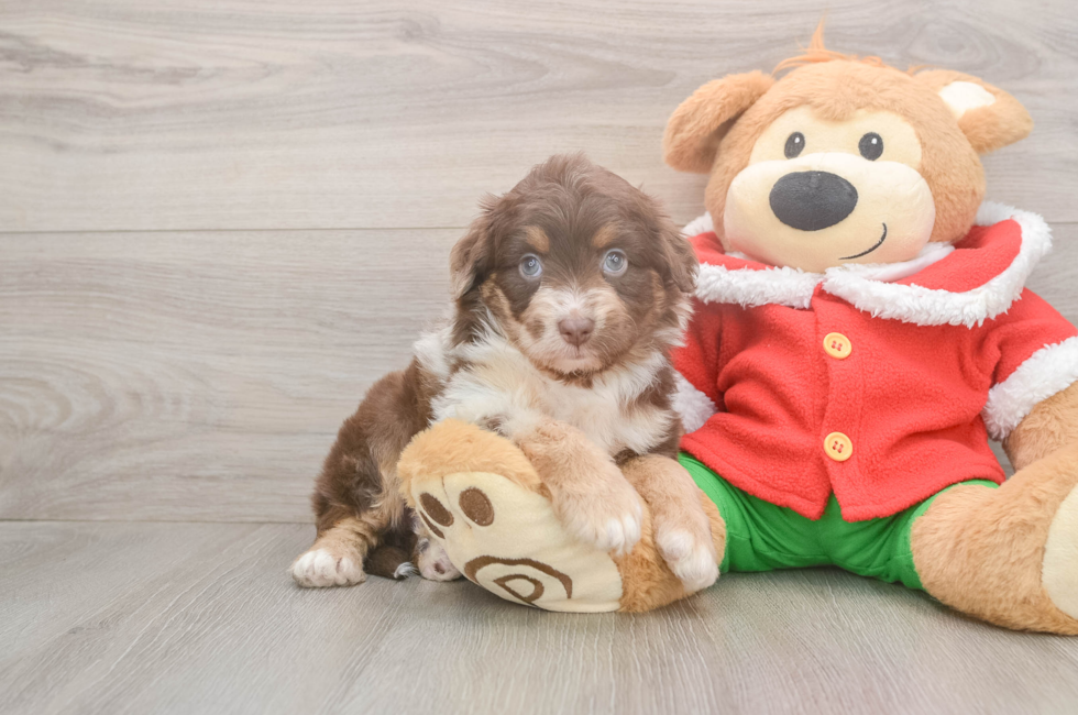 5 week old Mini Aussiedoodle Puppy For Sale - Lone Star Pups