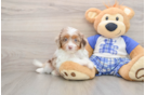Mini Aussiedoodle Puppy for Adoption