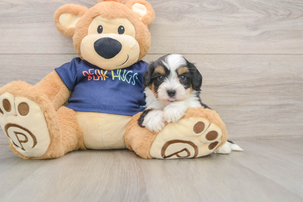 Mini Aussiedoodle Pup Being Cute