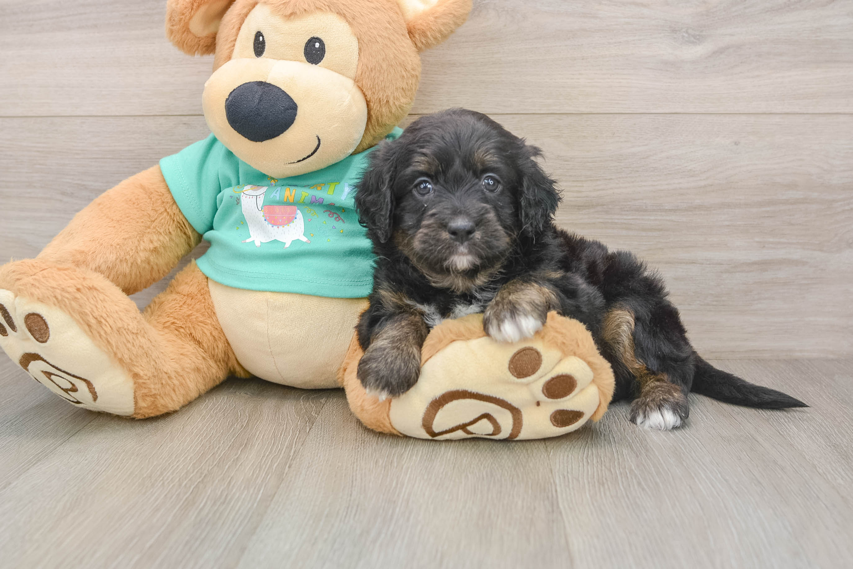 Best Mini Aussiedoodle Baby