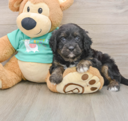 6 week old Mini Aussiedoodle Puppy For Sale - Lone Star Pups