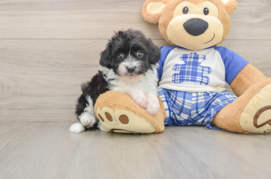 HIBISCUS, a Mini Aussiedoodle littermate