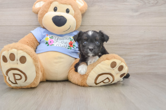 Mini Aussiedoodle Pup Being Cute