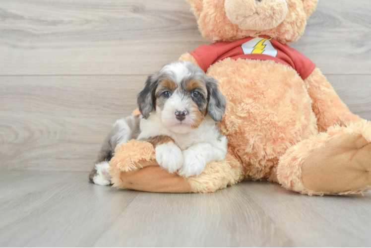 Mini Aussiedoodle Puppy for Adoption