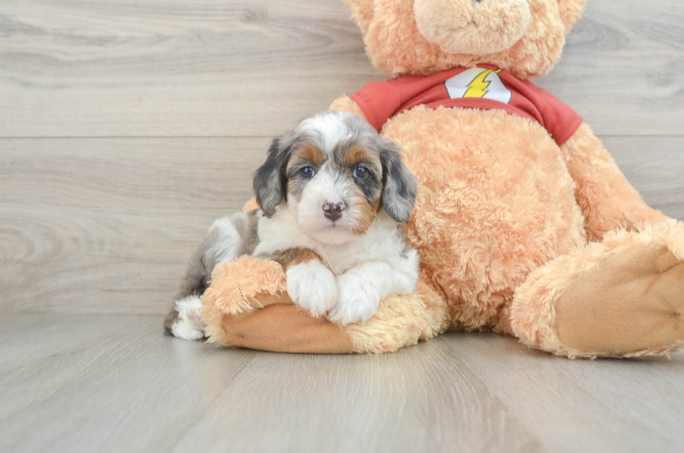 6 week old Mini Aussiedoodle Puppy For Sale - Lone Star Pups