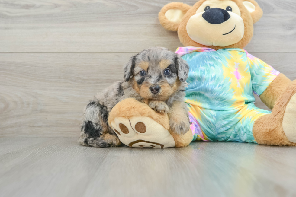 Mini Aussiedoodle Pup Being Cute