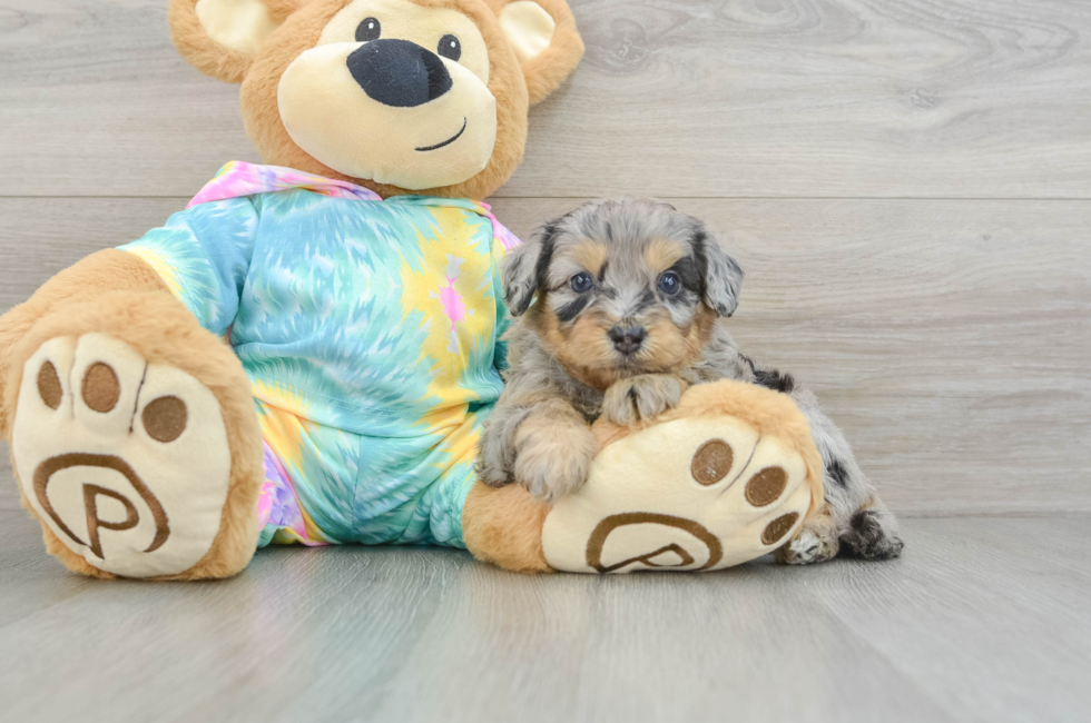 5 week old Mini Aussiedoodle Puppy For Sale - Lone Star Pups