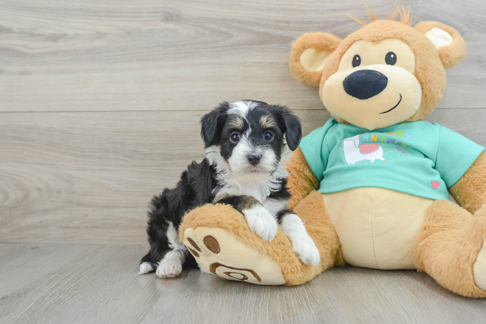 Playful Mini Aussiepoodle Poodle Mix Puppy