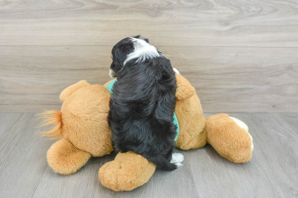 Best Mini Aussiedoodle Baby