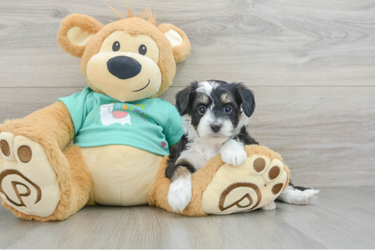 Best Mini Aussiedoodle Baby