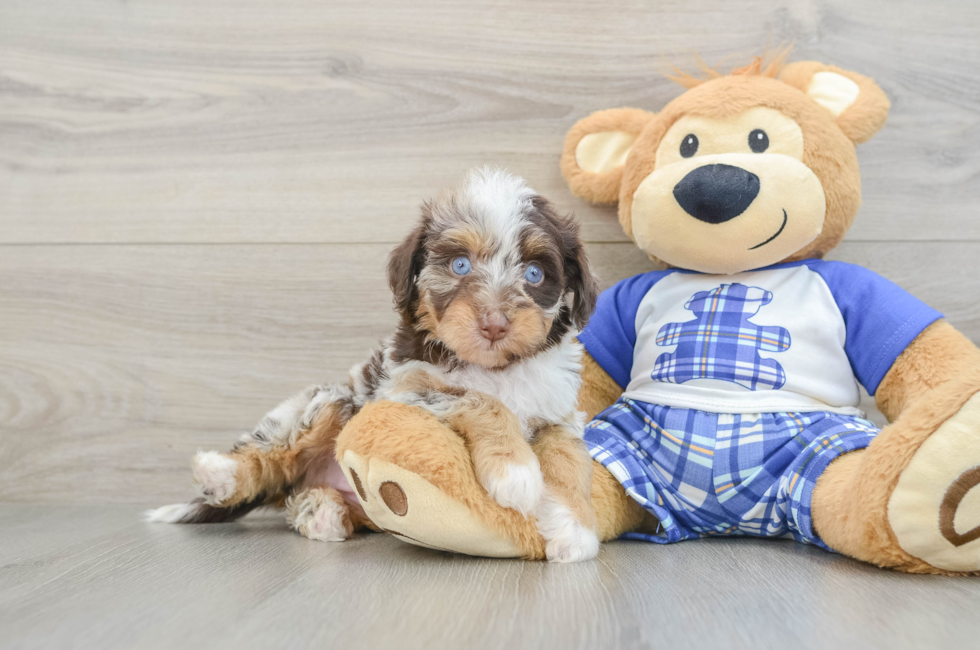 5 week old Mini Aussiedoodle Puppy For Sale - Lone Star Pups