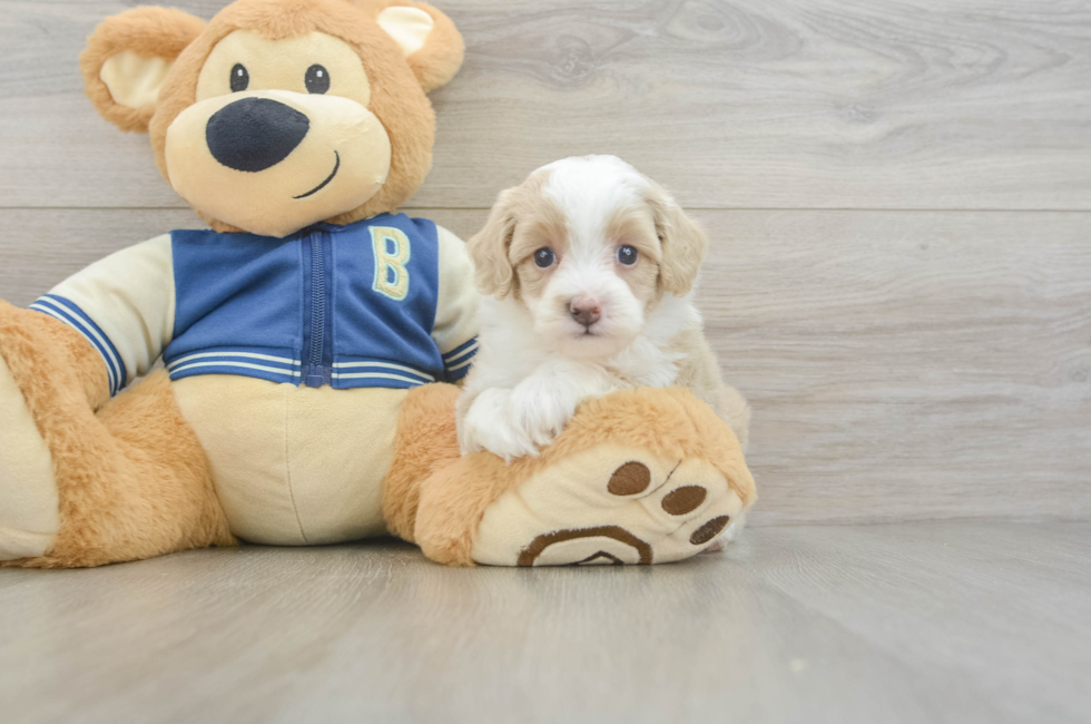 5 week old Mini Aussiedoodle Puppy For Sale - Lone Star Pups