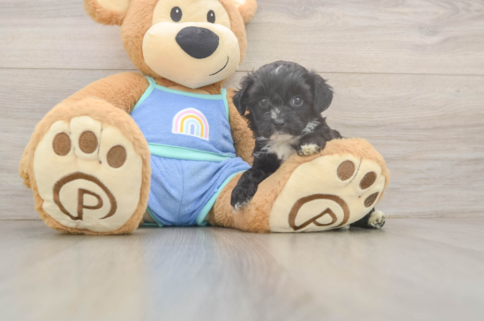 5 week old Mini Aussiedoodle Puppy For Sale - Lone Star Pups