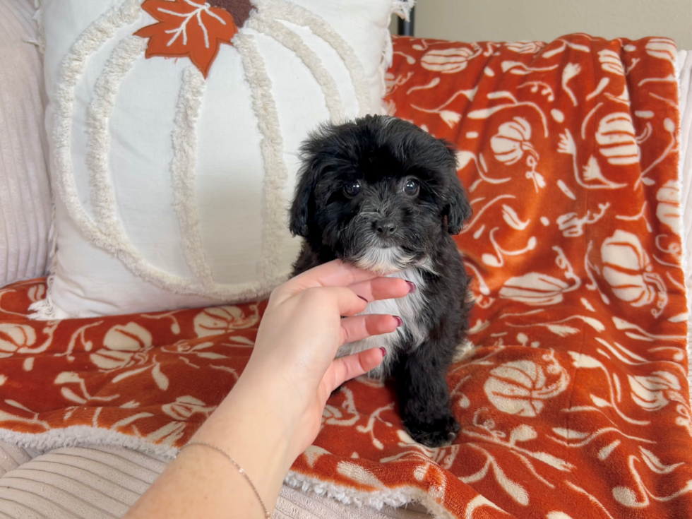 Cute Mini Aussiedoodle Baby