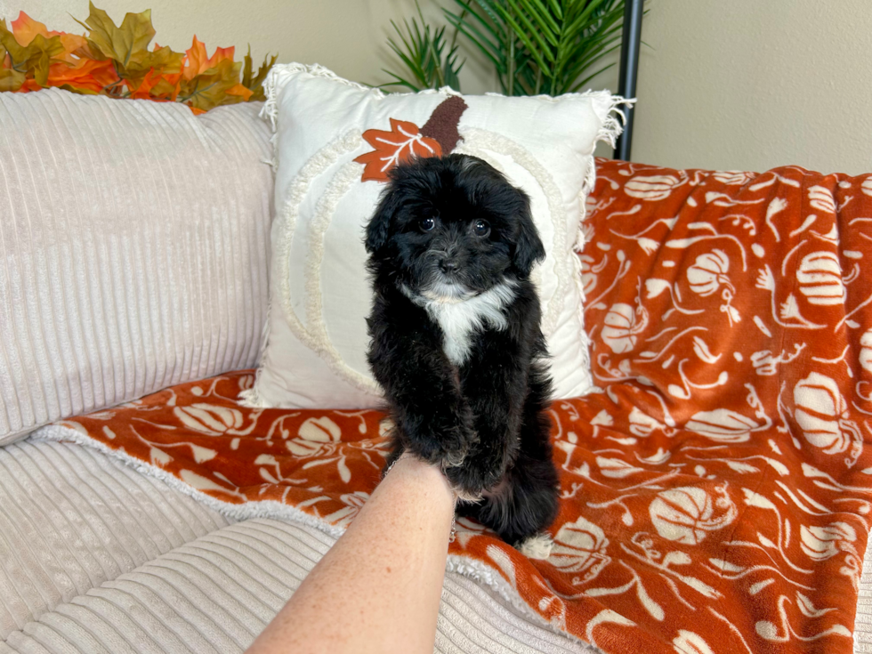 Mini Aussiedoodle Pup Being Cute