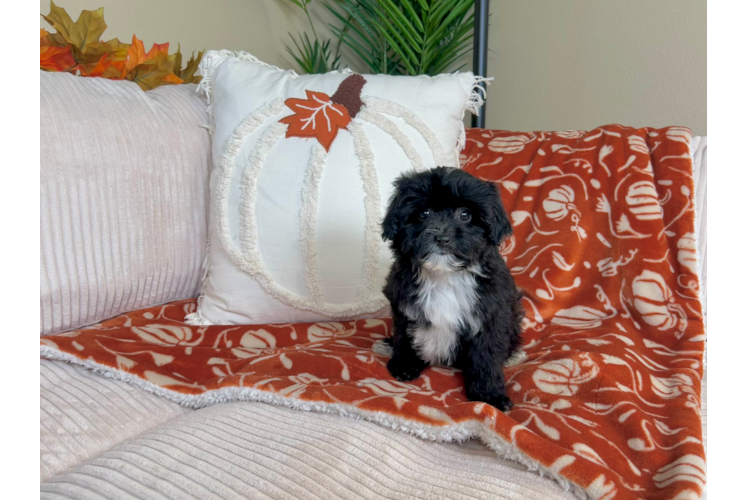 Cute Mini Aussiedoodle Poodle Mix Pup