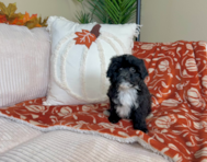 9 week old Mini Aussiedoodle Puppy For Sale - Lone Star Pups