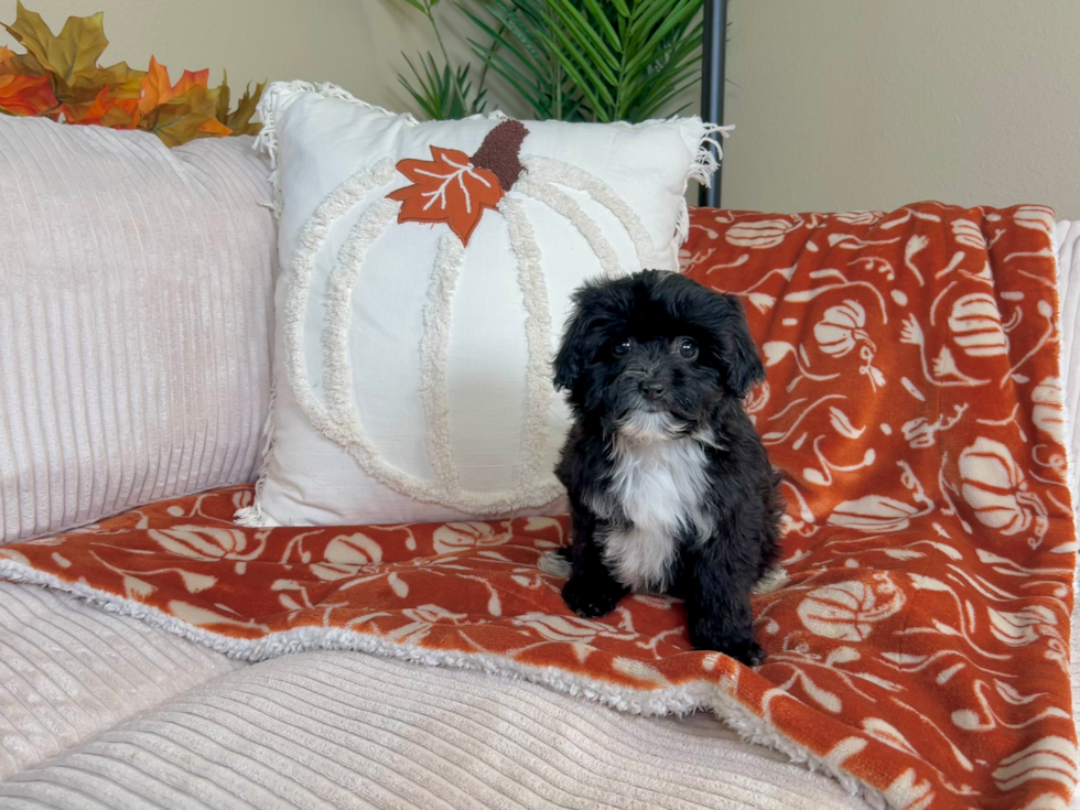 Cute Mini Aussiedoodle Poodle Mix Pup