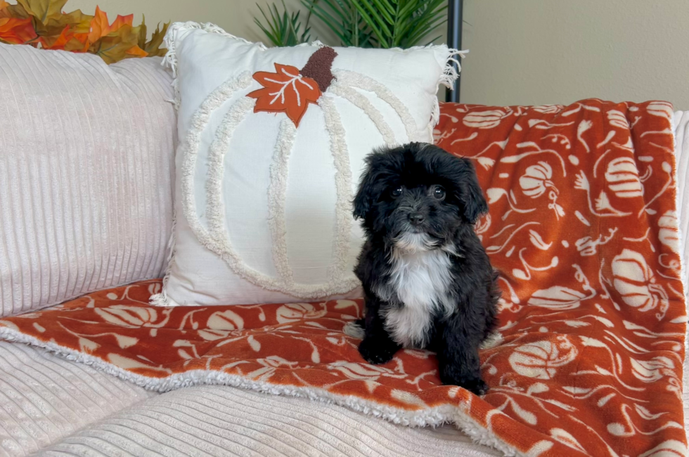 9 week old Mini Aussiedoodle Puppy For Sale - Lone Star Pups