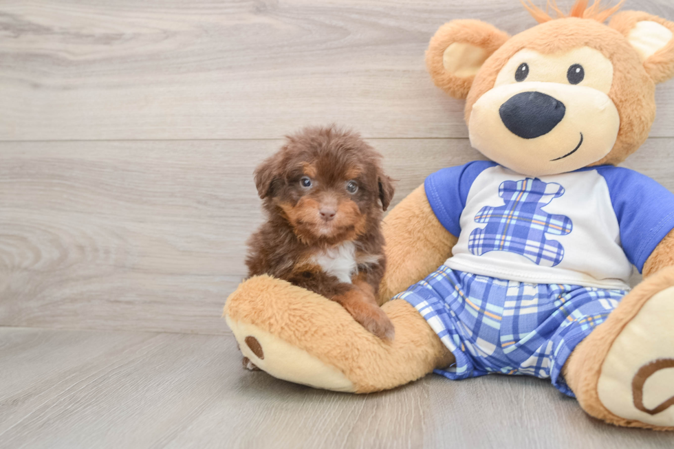 Mini Aussiedoodle Pup Being Cute