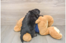 Mini Aussiedoodle Pup Being Cute