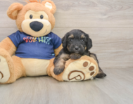 8 week old Mini Aussiedoodle Puppy For Sale - Lone Star Pups