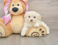 7 week old Mini Aussiedoodle Puppy For Sale - Lone Star Pups