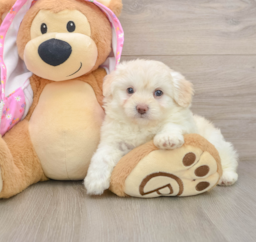 7 week old Mini Aussiedoodle Puppy For Sale - Lone Star Pups