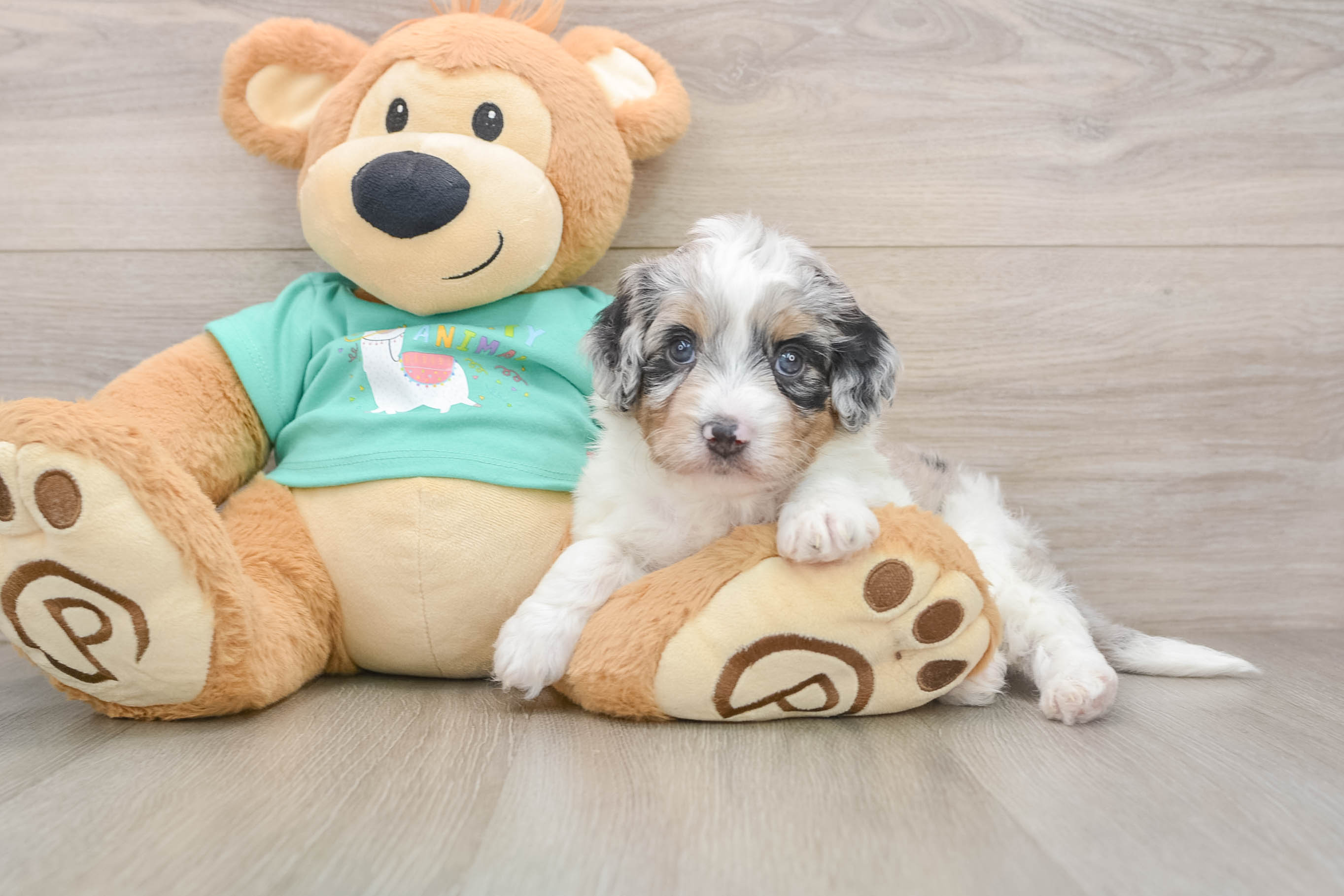 Best Mini Aussiedoodle Baby